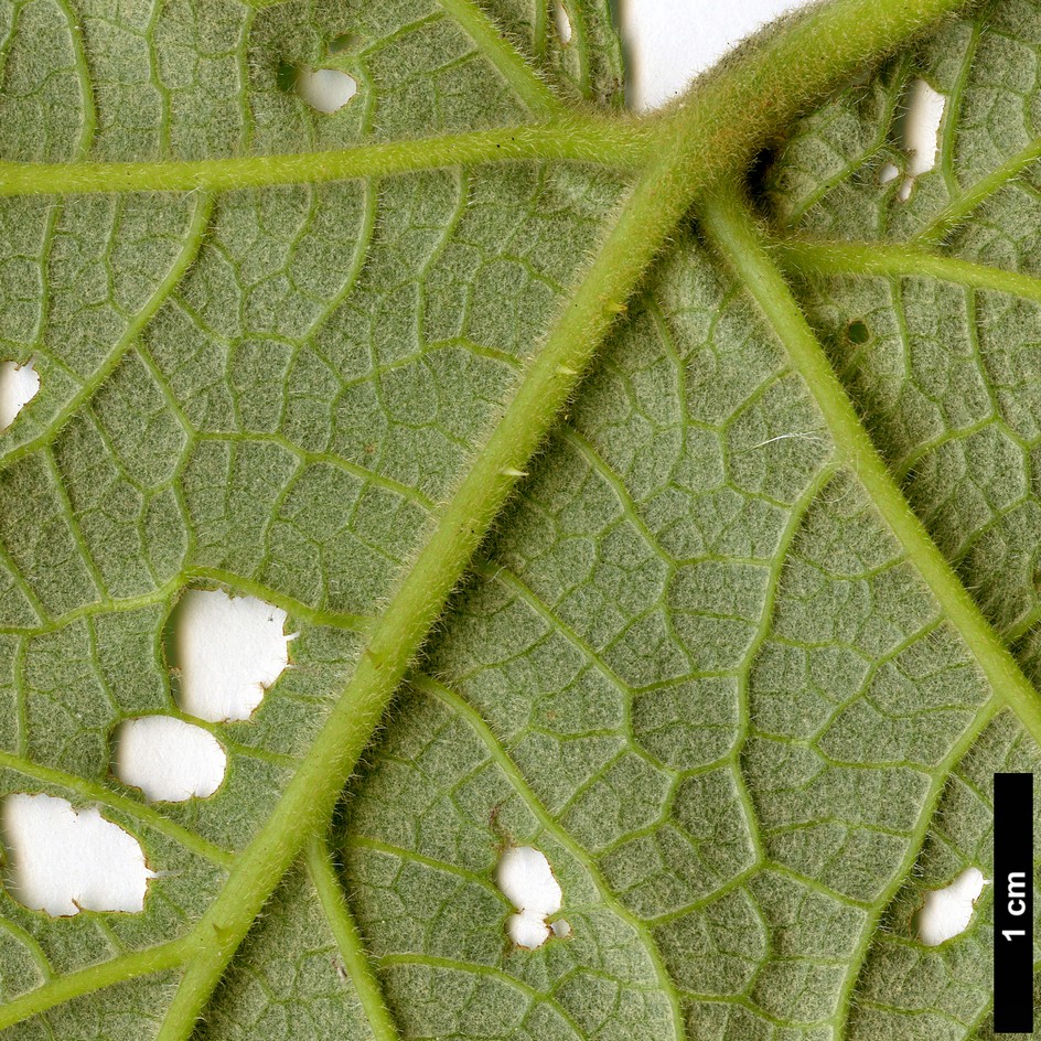 High resolution image: Family: Rosaceae - Genus: Rubus - Taxon: reflexus - SpeciesSub: var. hui